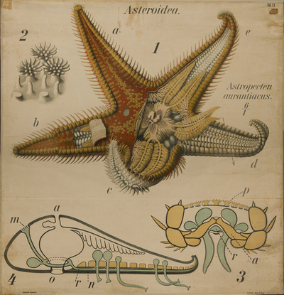 astropecten aurantiacus